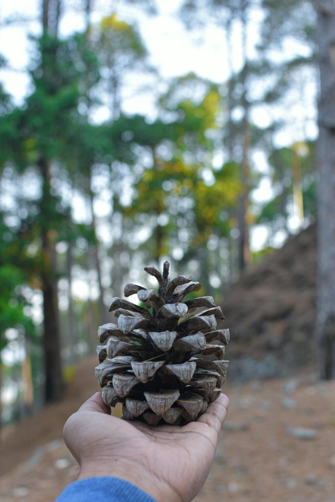 Majkhali (Ranikhet)